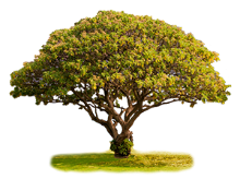 Absolute Economical Funeral Home tree image